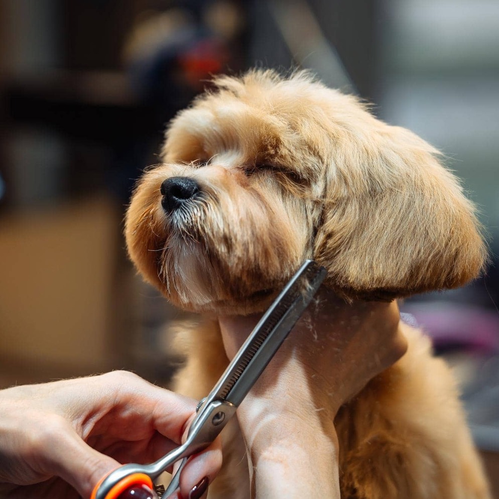 Corte de pelo a un perro