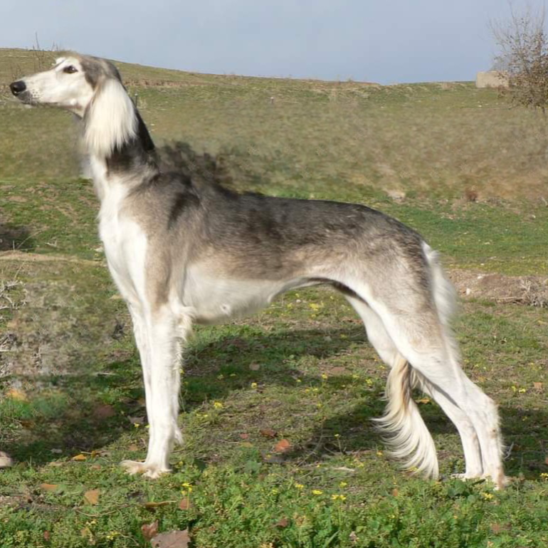 Saluki de Enrique de la Morena